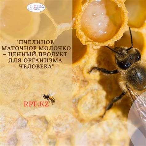 Как влияет пчелиное маточное молочко на мужскую потенцию